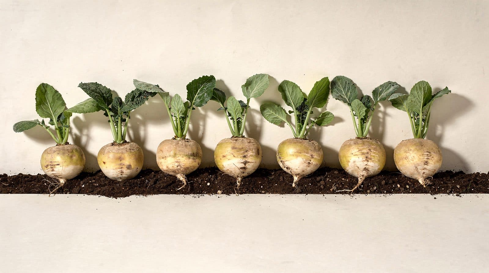 Rutabaga in a home garden bed