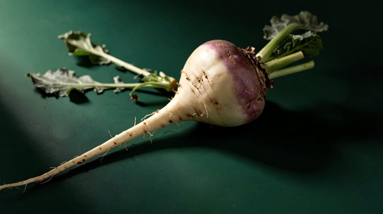 Rutabaga roots and foliage in even light