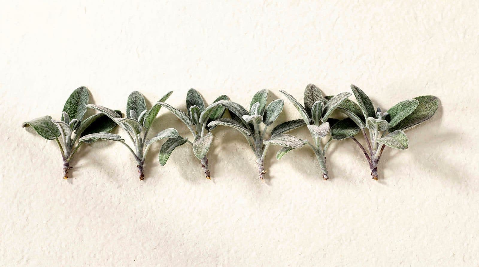 Sage plants in a field row