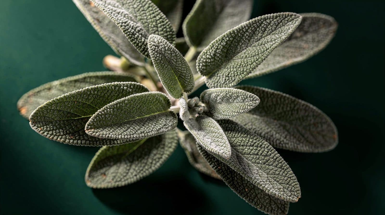 Sage plants in even light