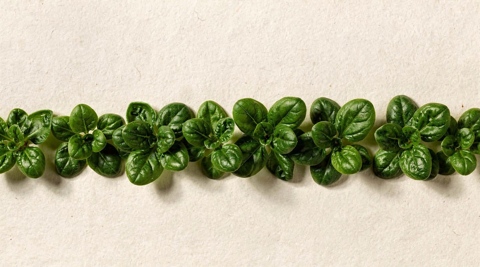 Spinach plants in a field row