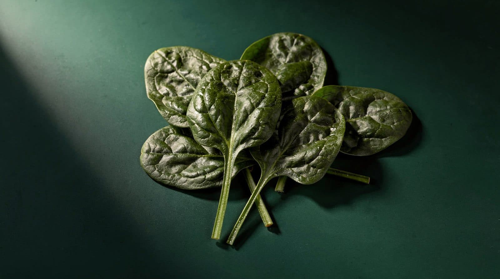 Spinach leaves in even light