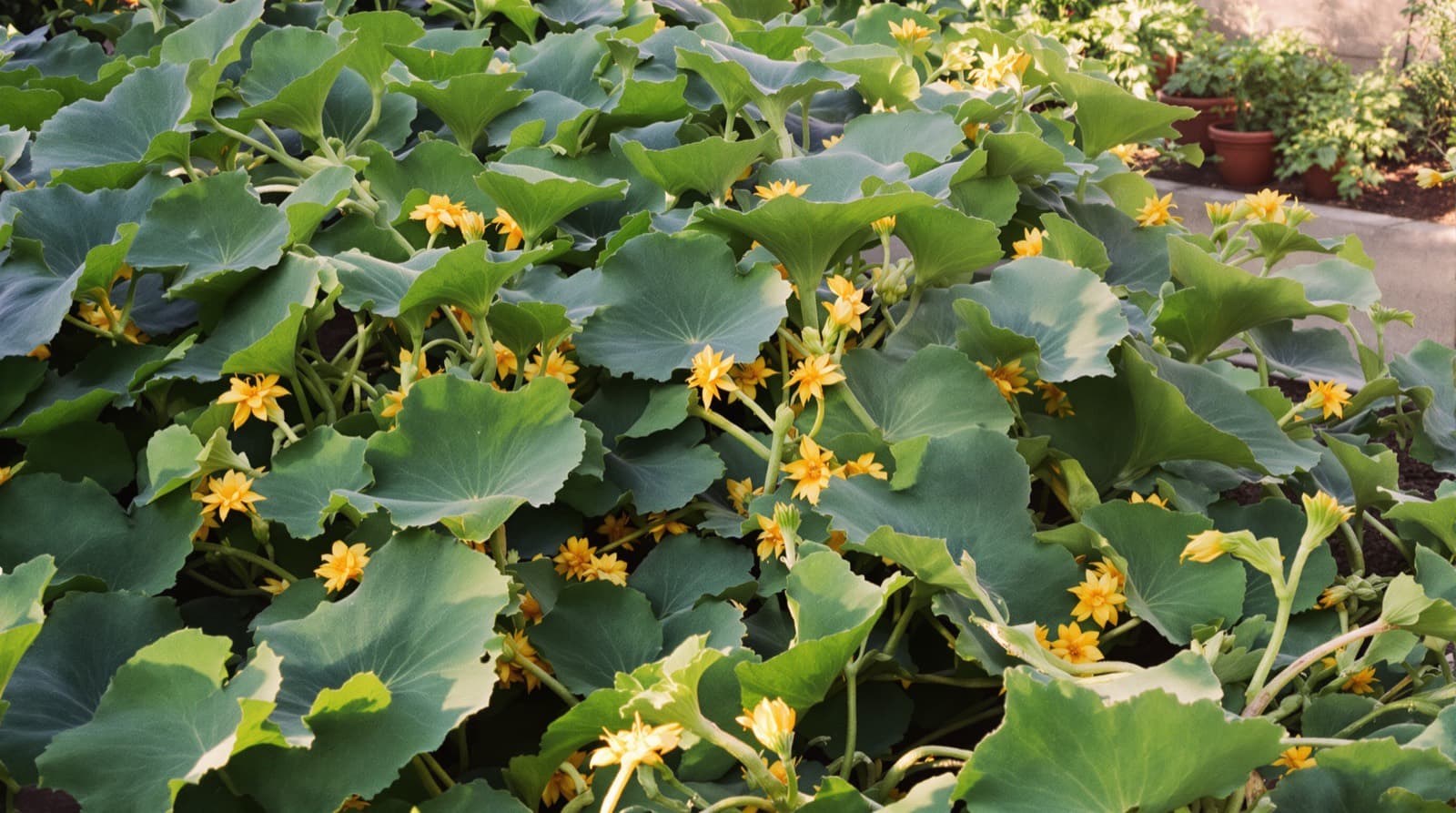 Squash plants in a home garden bed