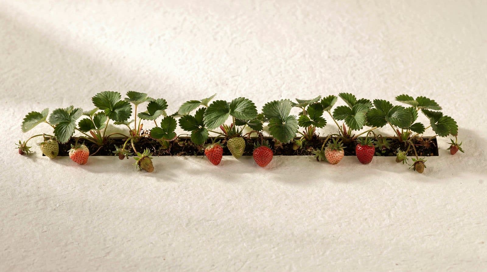 Strawberry plants in a field row
