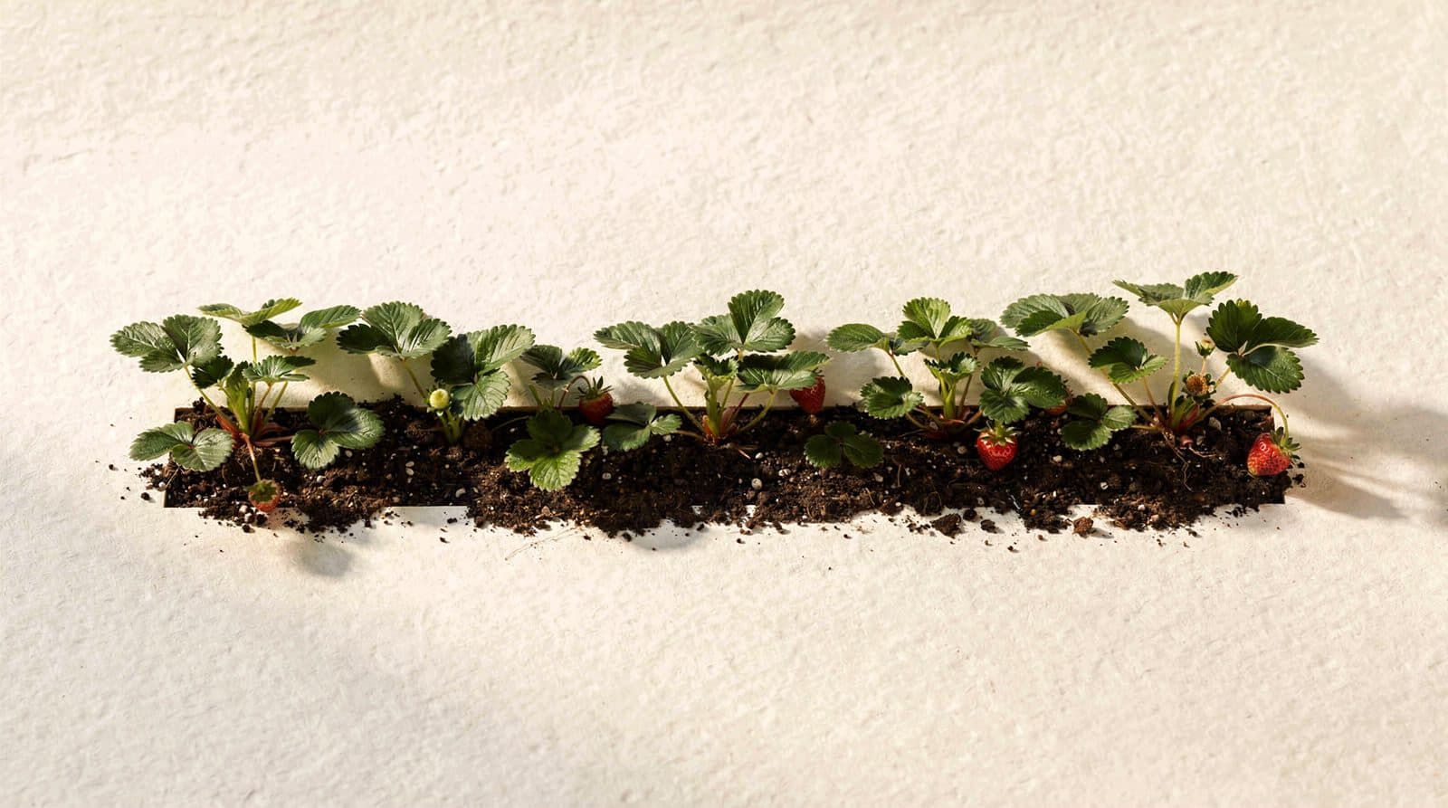 Strawberry plants in a home garden bed