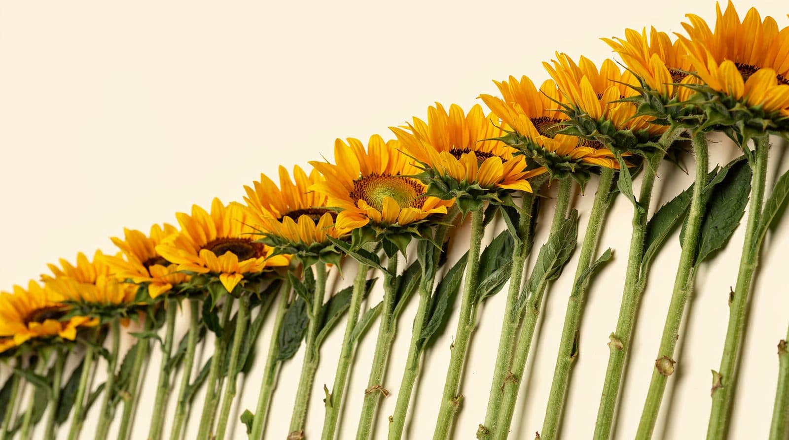 Sunflower rows in a field