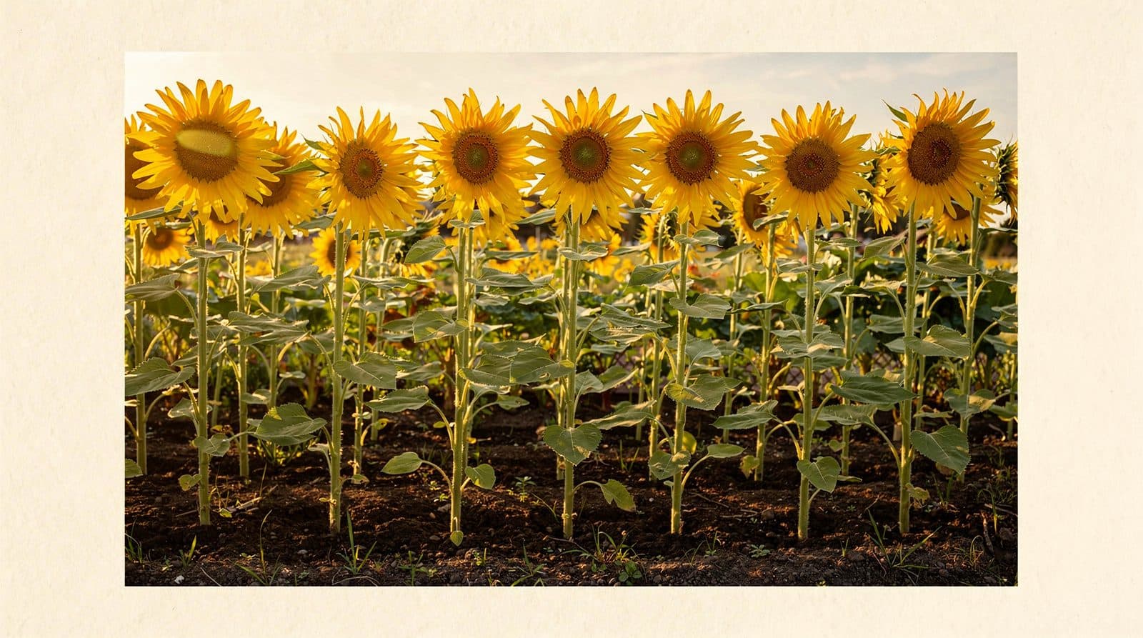 Sunflowers in a home garden bed