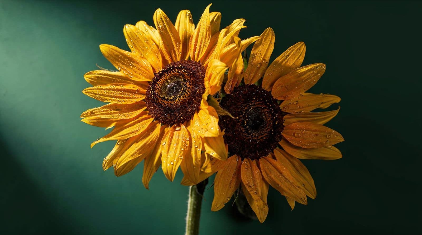 Sunflower heads in even light