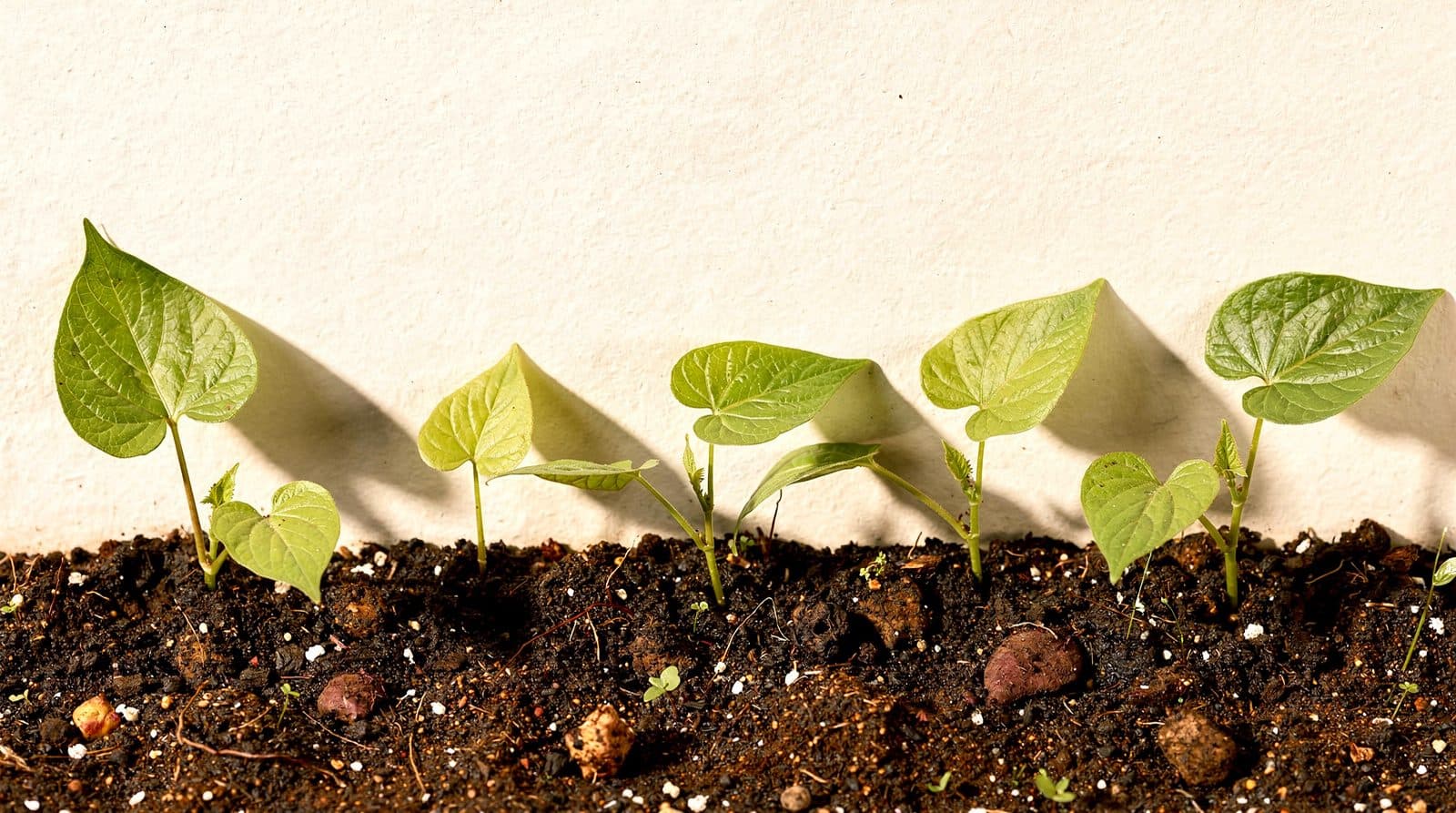 Sweet potato plants in a home garden
