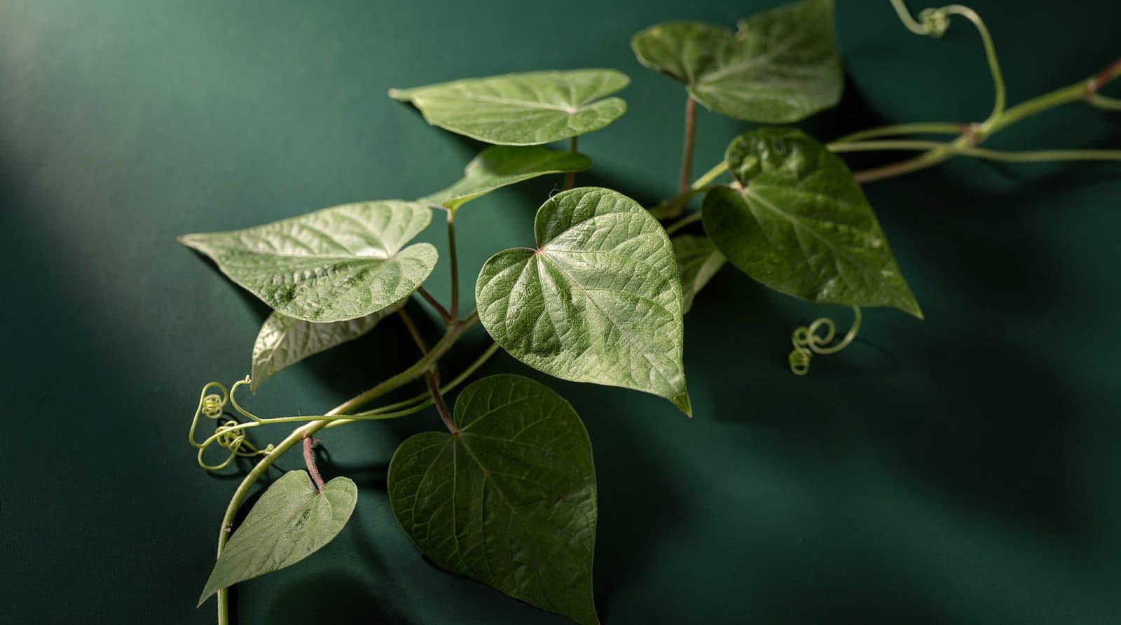 Sweet potato plants in even light