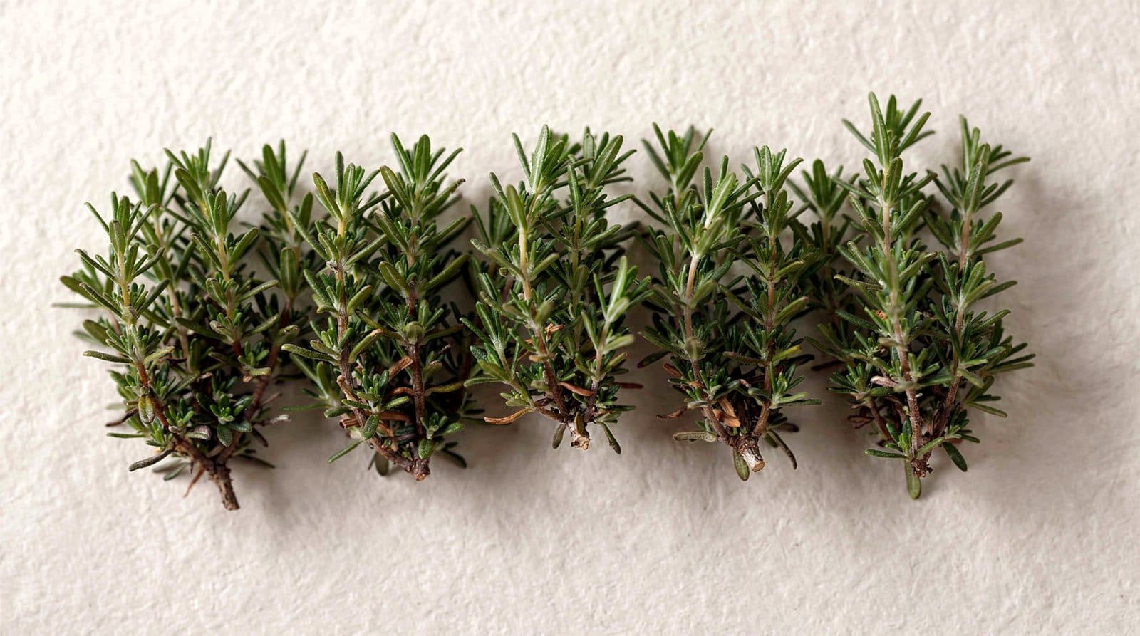Thyme plants in a field row