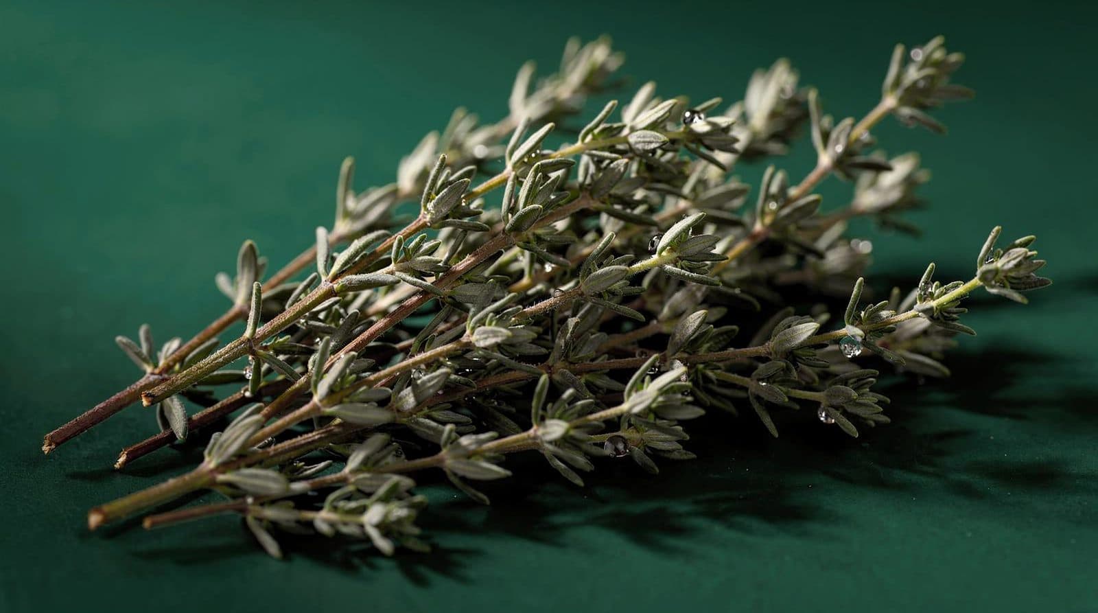Thyme foliage in even light