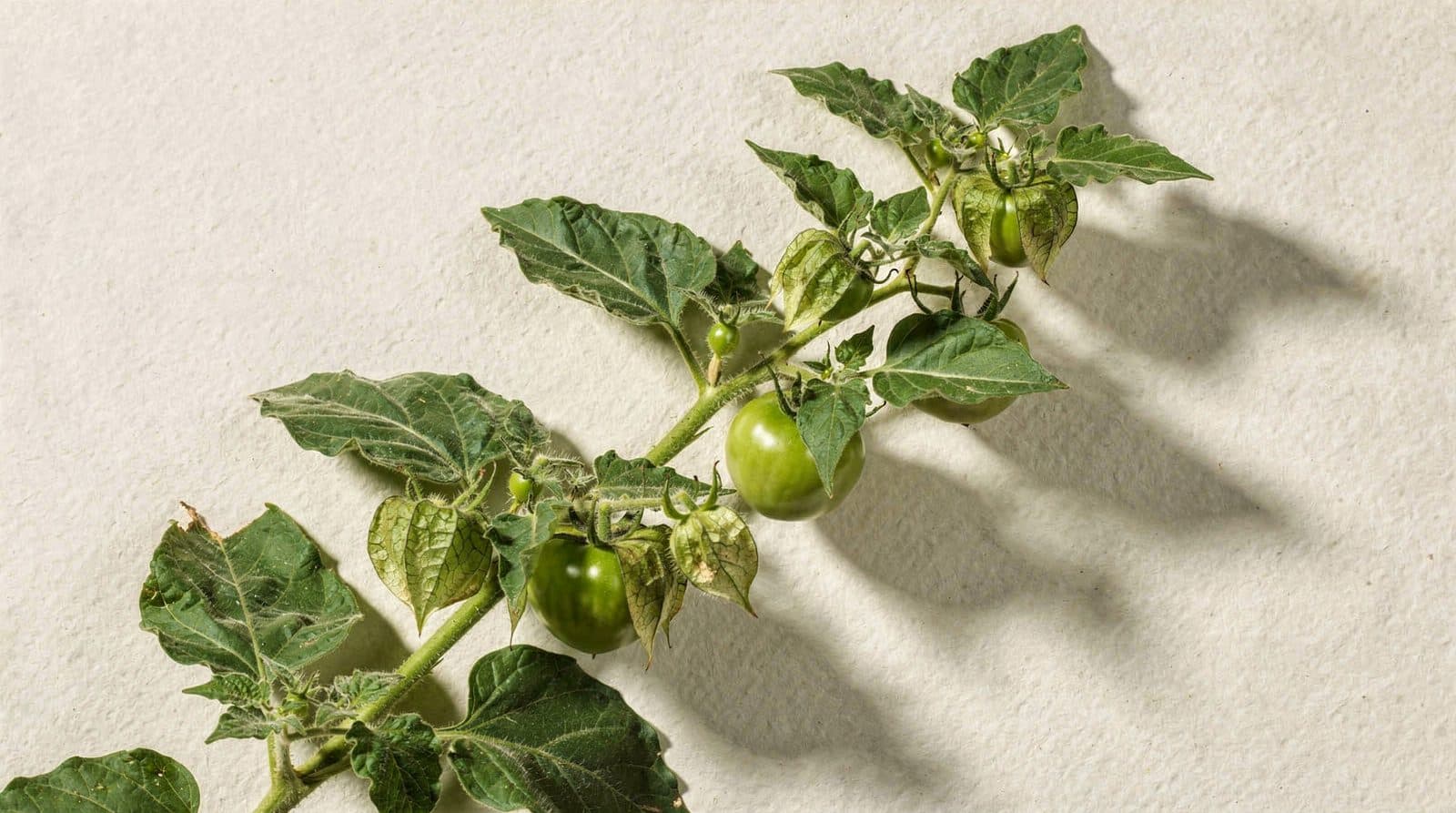 Tomatillo rows in a field