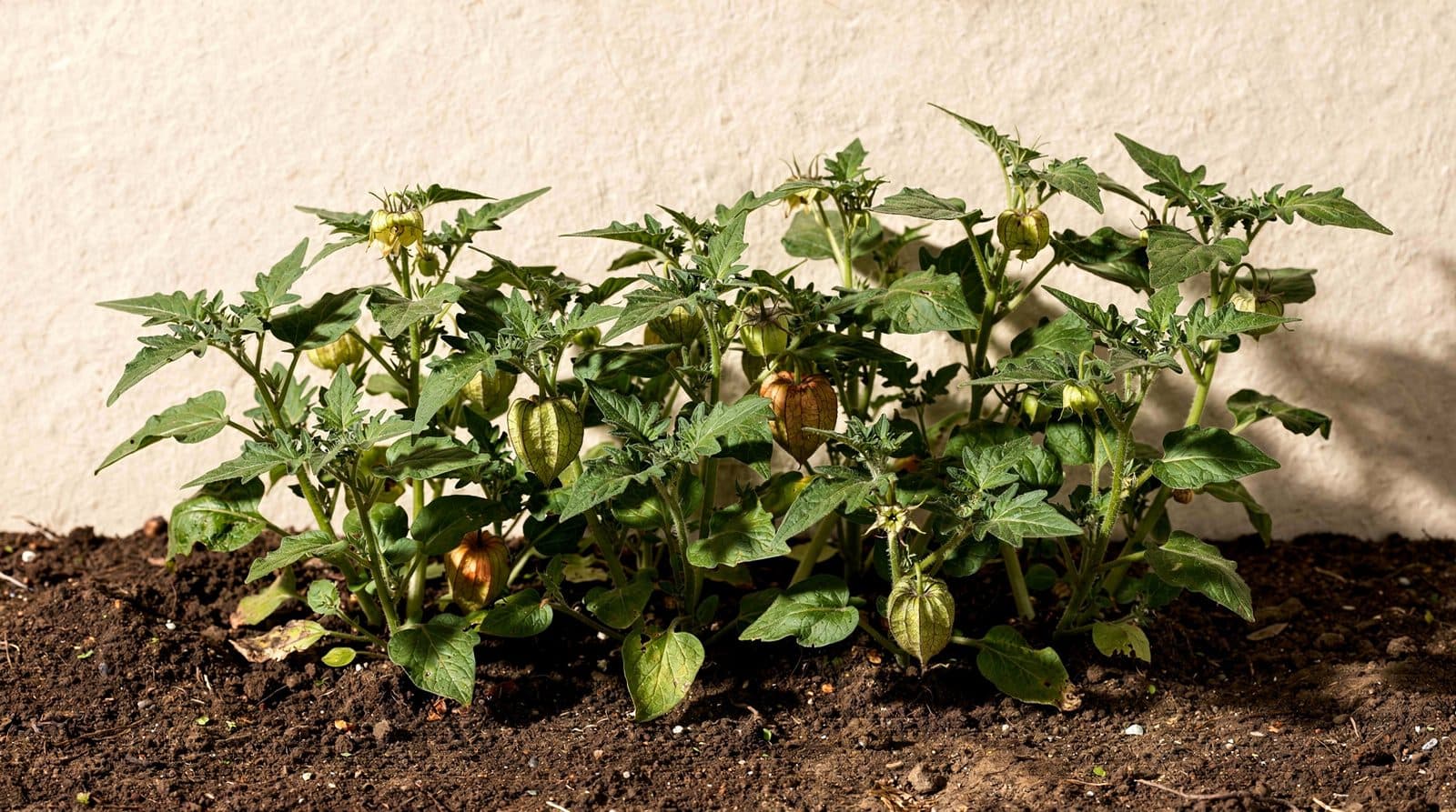 Tomatillo in a home garden bed