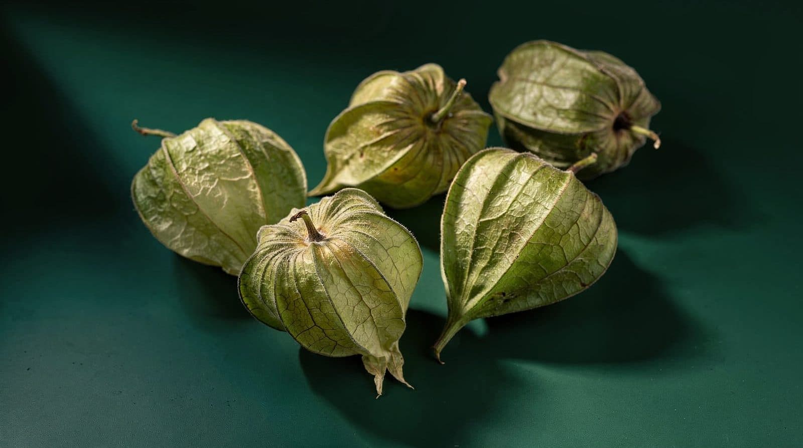 Tomatillo husks in even light