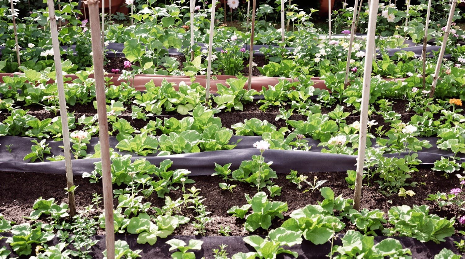 Staked tomato plants in an interplanted garden bed