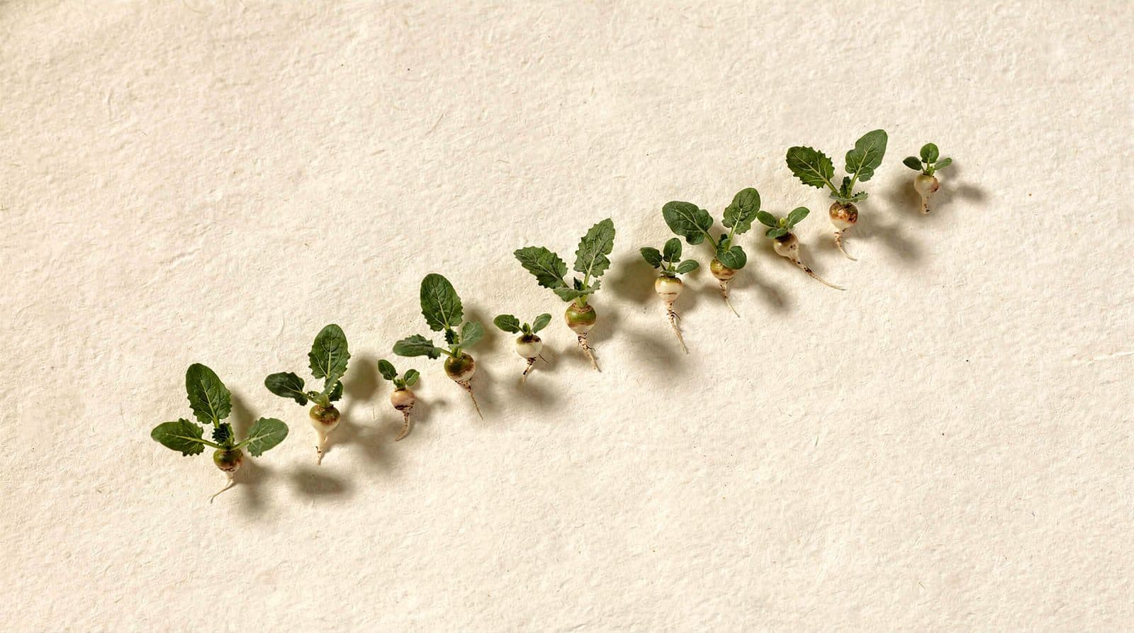 Turnip plants in a field row