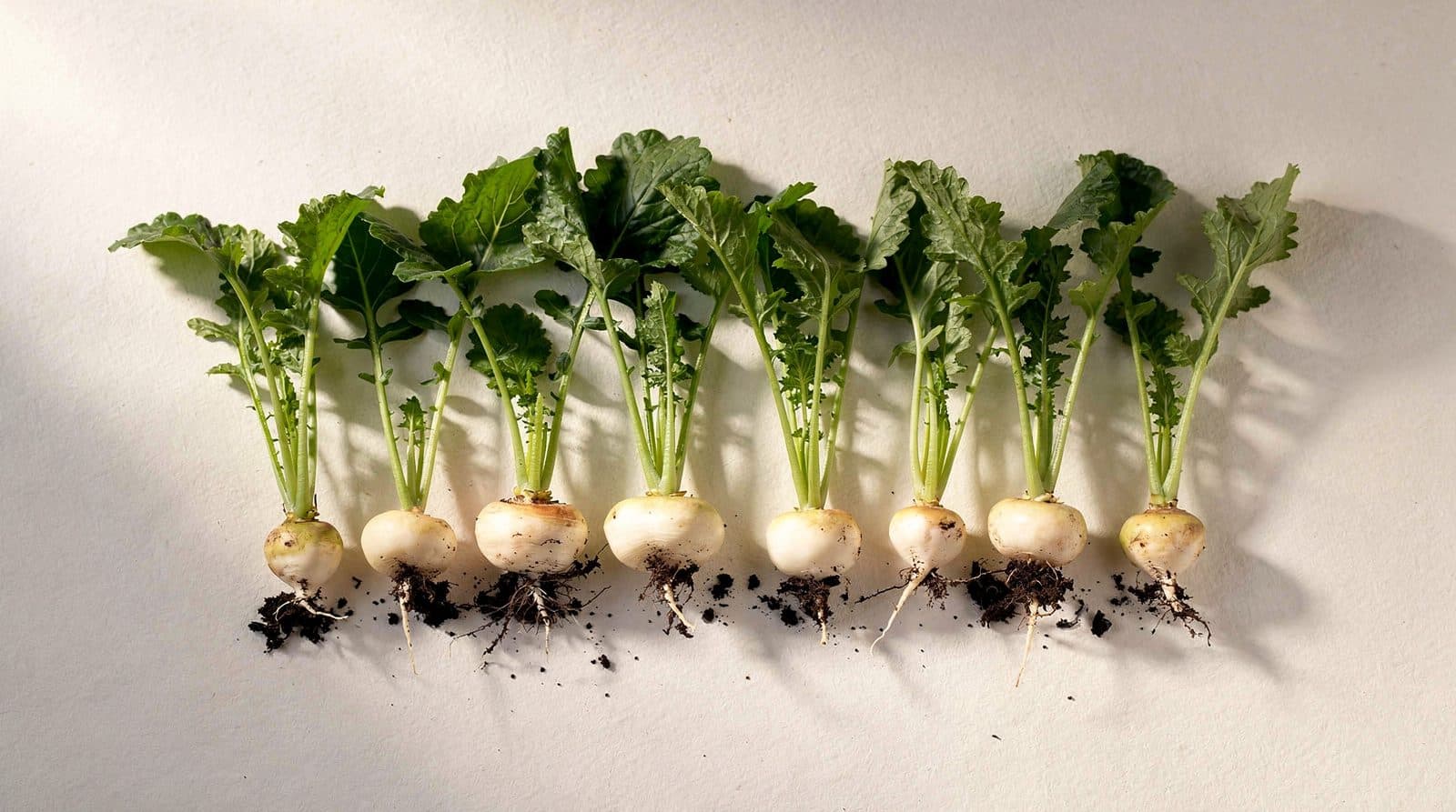 Turnip plants in a home garden