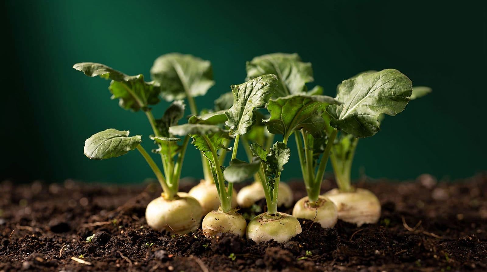 Turnip plants in even light