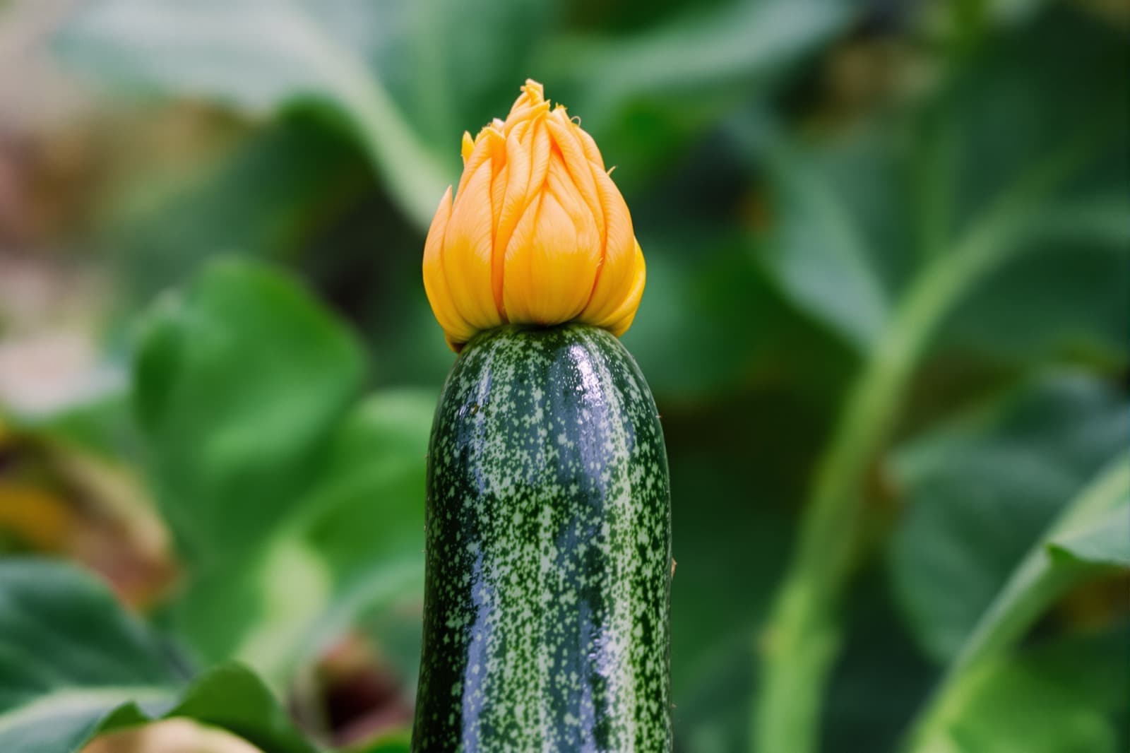 Zucchini fruit with the blossom still attached