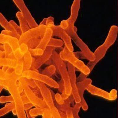 actinobacteria-soil-food-web