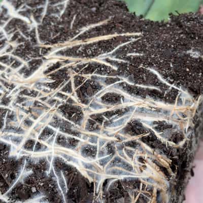 beneficial-fungi-soil-food-web