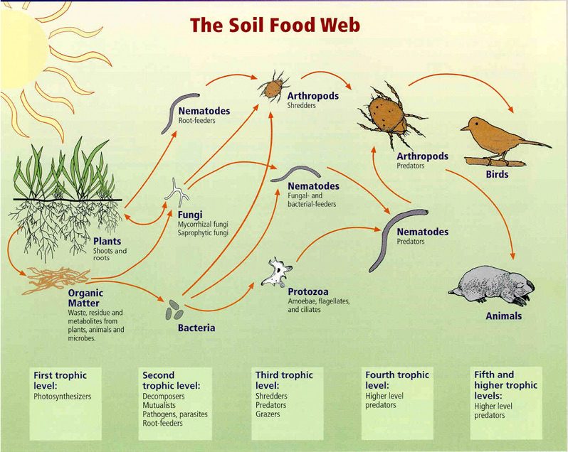 soil-food-web